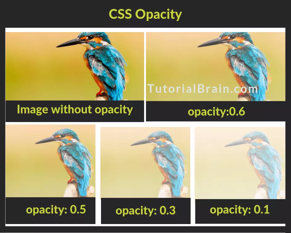 Độ trong suốt của hình ảnh được điều chỉnh theo thuộc tính -moz-opacity